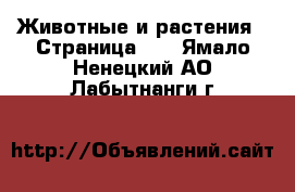  Животные и растения - Страница 18 . Ямало-Ненецкий АО,Лабытнанги г.